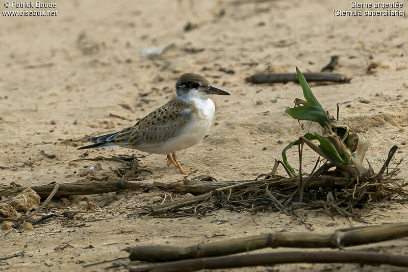 Sterne argentéejuvénile, identification