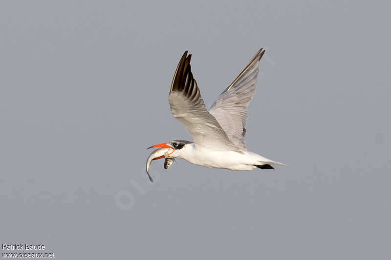 Caspian Ternadult transition, Flight, feeding habits