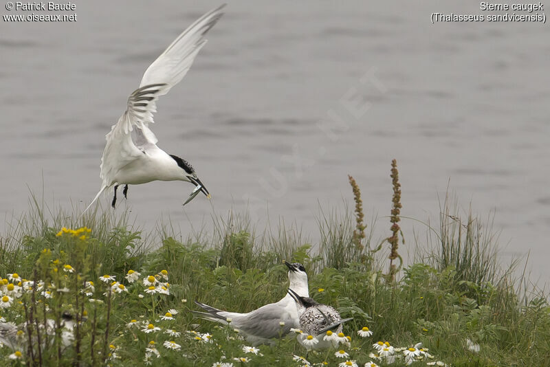 Sandwich Tern, identification, Reproduction-nesting, Behaviour