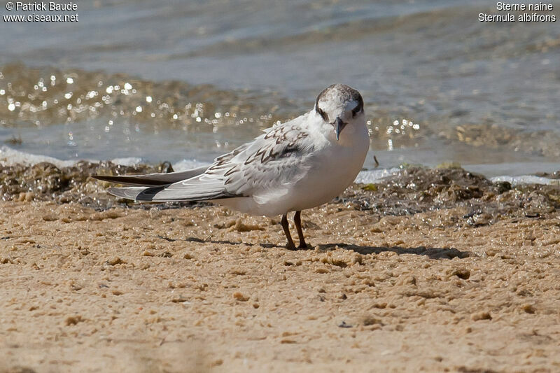 Little Ternjuvenile, identification