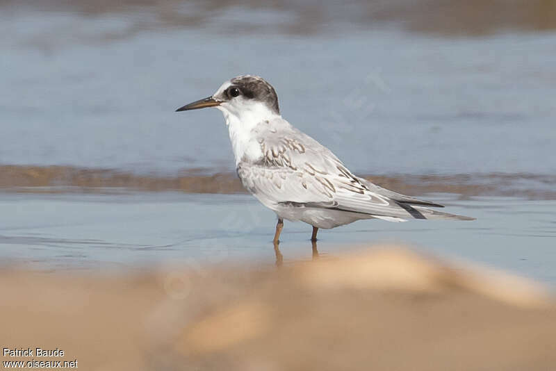 Sterne naine1ère année, identification