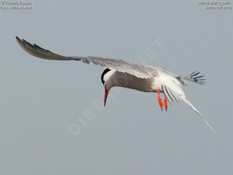 Common Tern, Flight