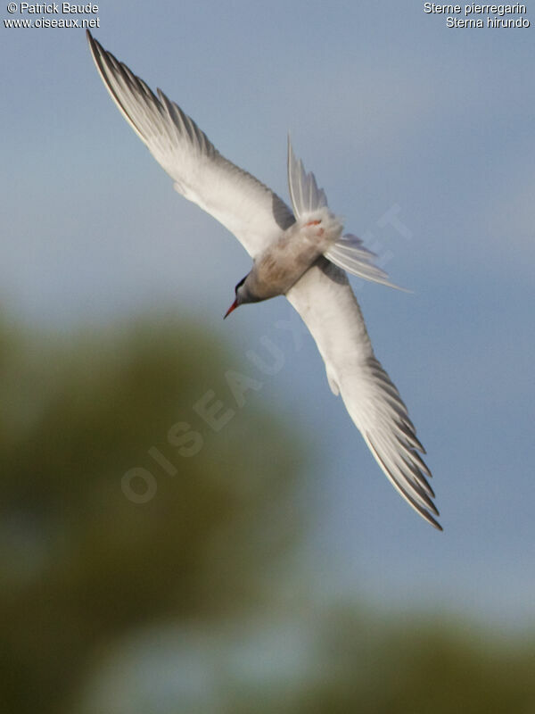 Common Tern, Flight