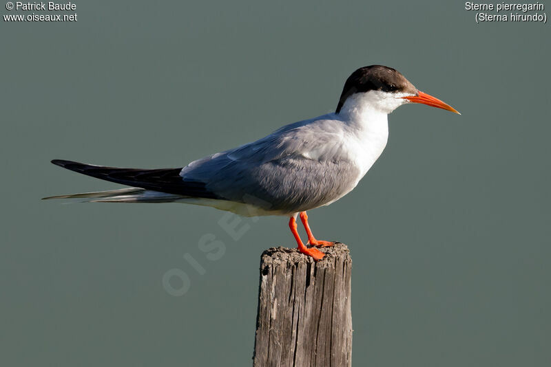 Common Ternadult breeding, identification