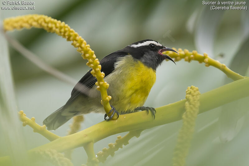 Bananaquit