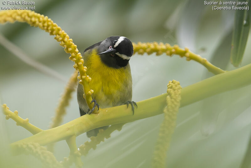 Sucrier à ventre jaune