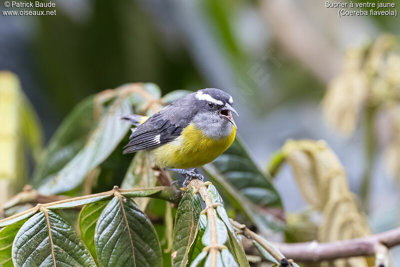 Bananaquitadult