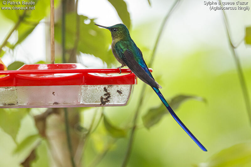 Long-tailed Sylph male adult