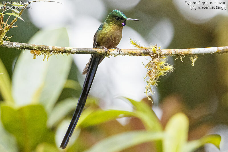 Long-tailed Sylph