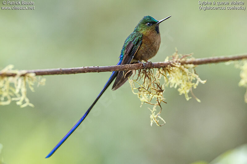 Violet-tailed Sylph male adult