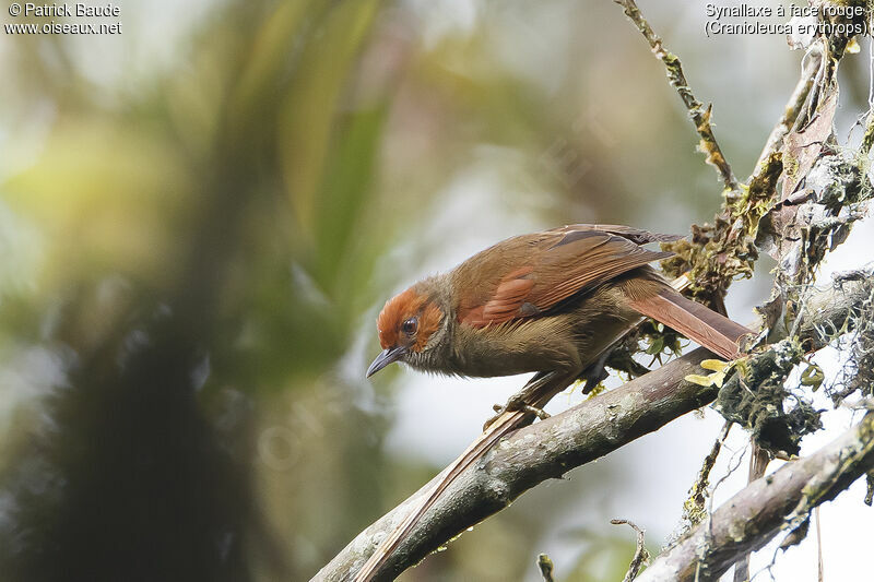 Red-faced Spinetailadult