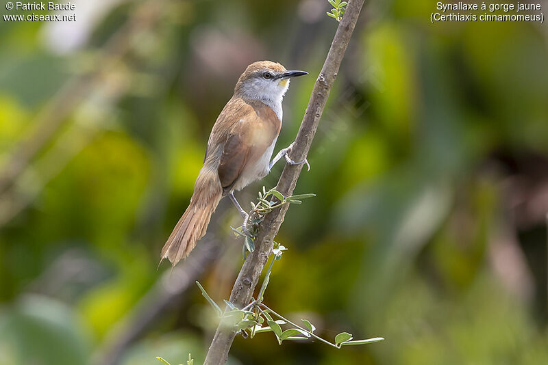 Yellow-chinned Spinetailadult