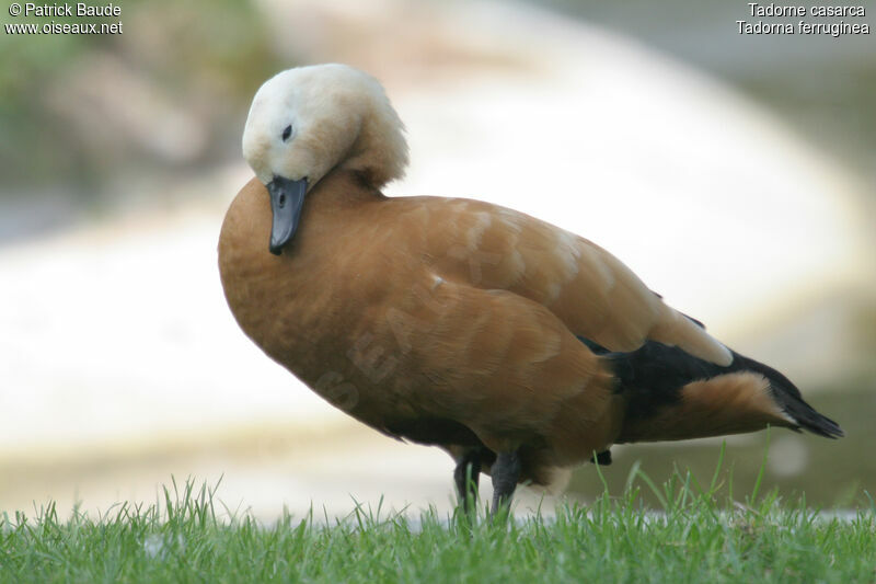 Ruddy Shelduck