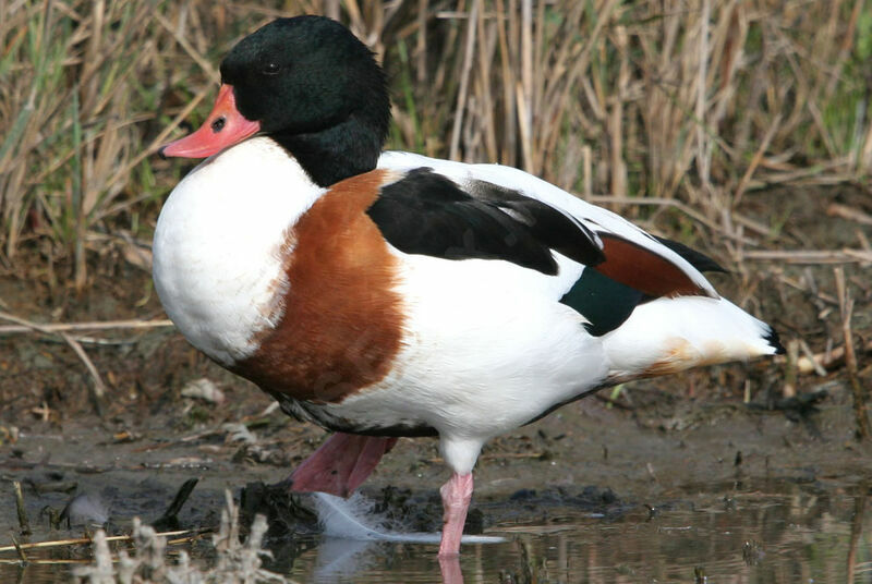 Common Shelduck