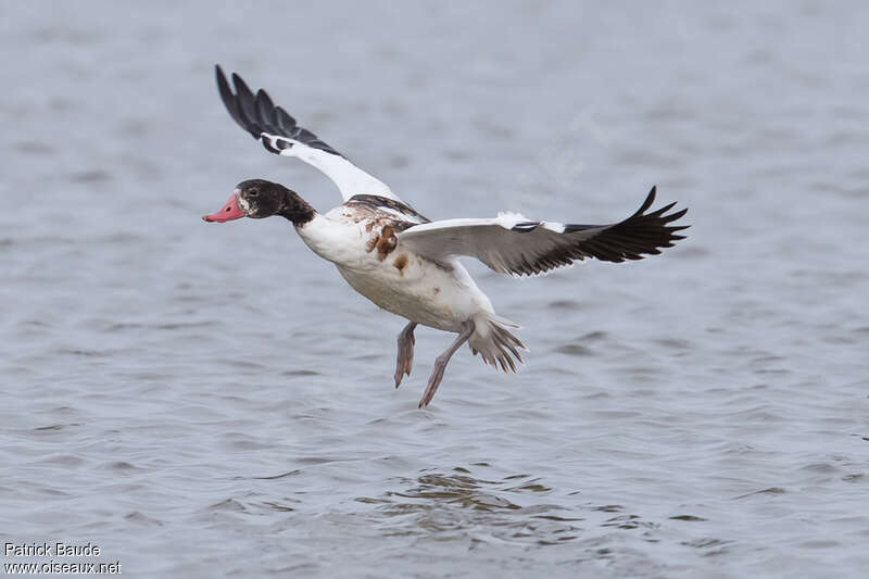 Common Shelduck female juvenile, Flight