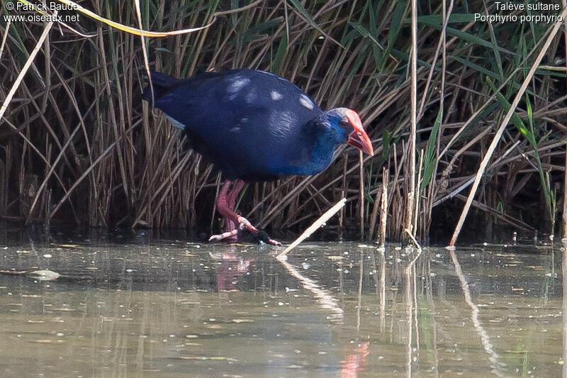 Western Swamphenadult, identification