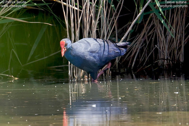 Talève sultaneadulte, identification