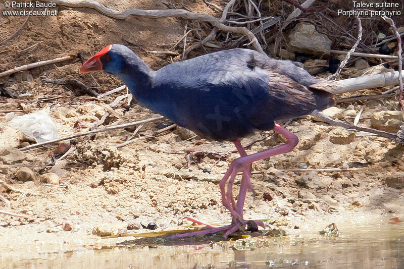 Talève sultaneadulte, identification