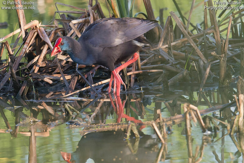 Western Swamphenadult, identification