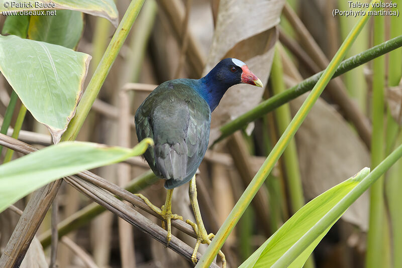 Talève violacéeadulte, identification