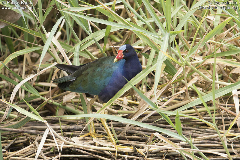 Purple Gallinule