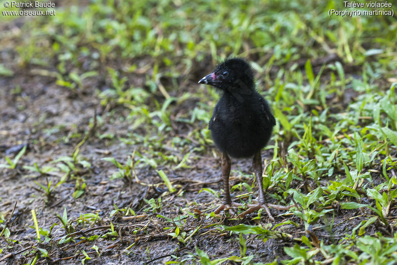 Purple GallinulePoussin