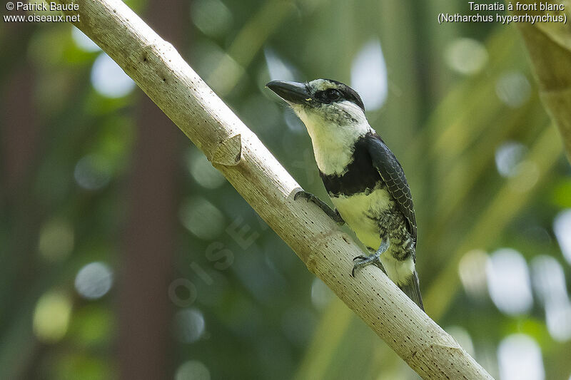 White-necked Puffbirdadult