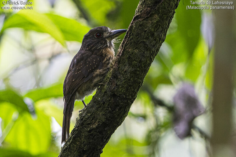 White-whiskered Puffbird