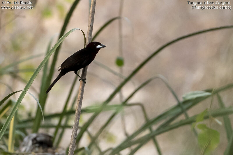 Silver-beaked Tanager male adult