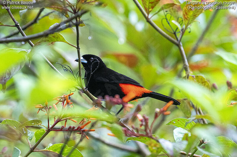 Scarlet-rumped Tanager male adult