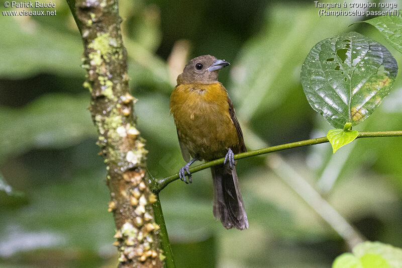 Scarlet-rumped Tanager female adult