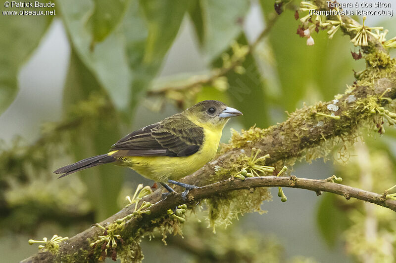 Lemon-rumped Tanager female adult