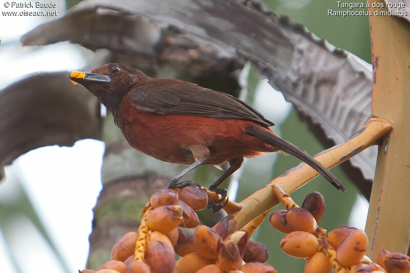 Crimson-backed Tanager female adult, identification