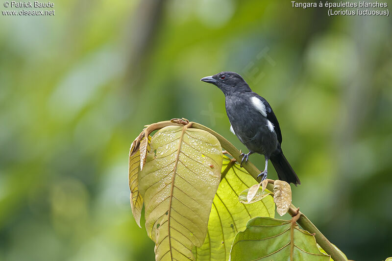 White-shouldered Tanager male adult