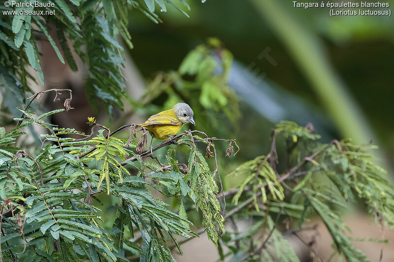 White-shouldered Tanager female adult