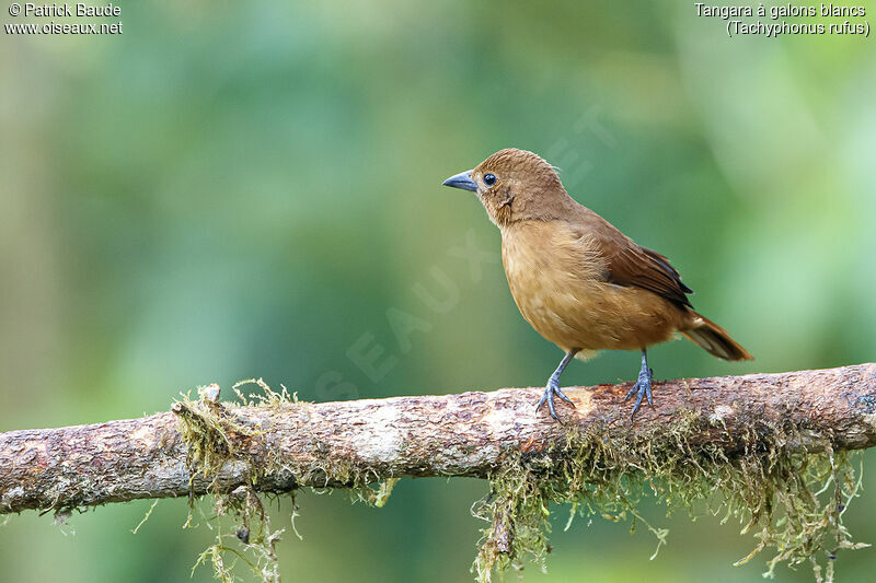 White-lined Tanager female adult