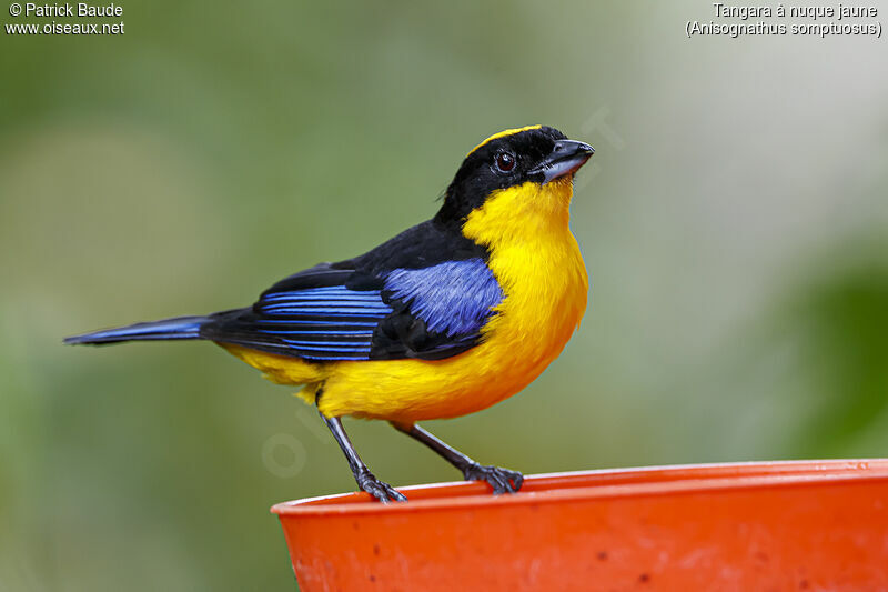 Blue-winged Mountain Tanageradult