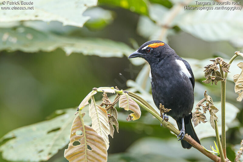 Scarlet-browed Tanageradult