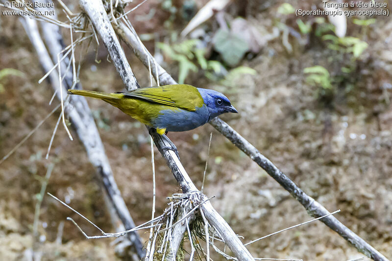 Blue-capped Tanageradult