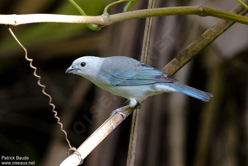 Tangara évêqueadulte, identification