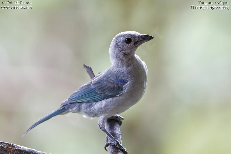 Blue-grey Tanager