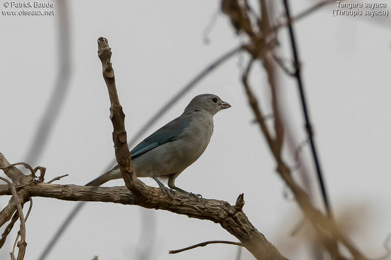 Sayaca Tanager