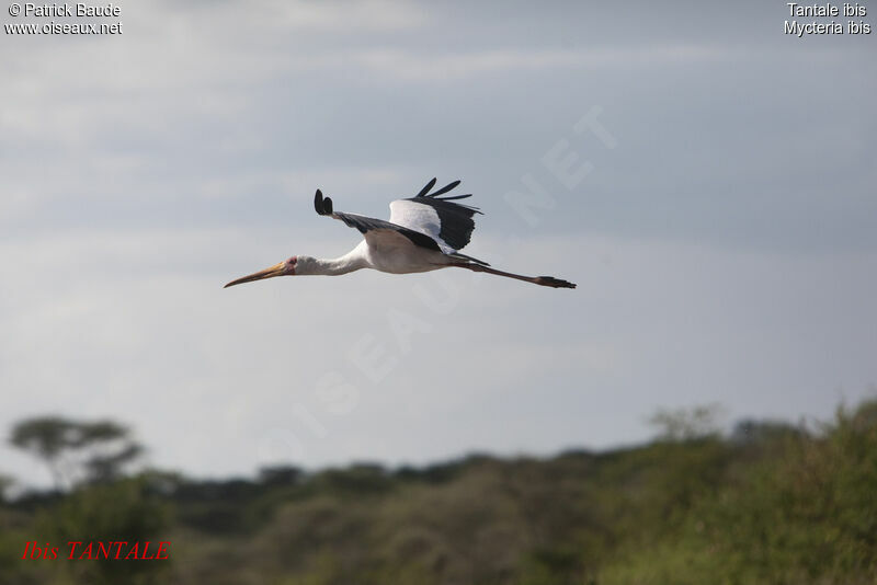 Yellow-billed Storkadult, Flight