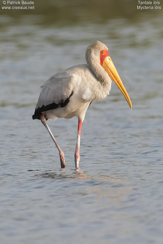 Yellow-billed Storkadult, identification