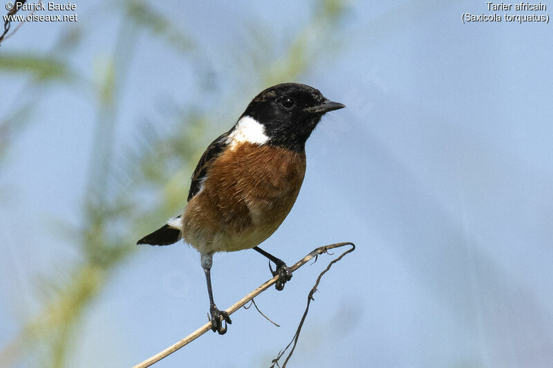 African Stonechat male adult