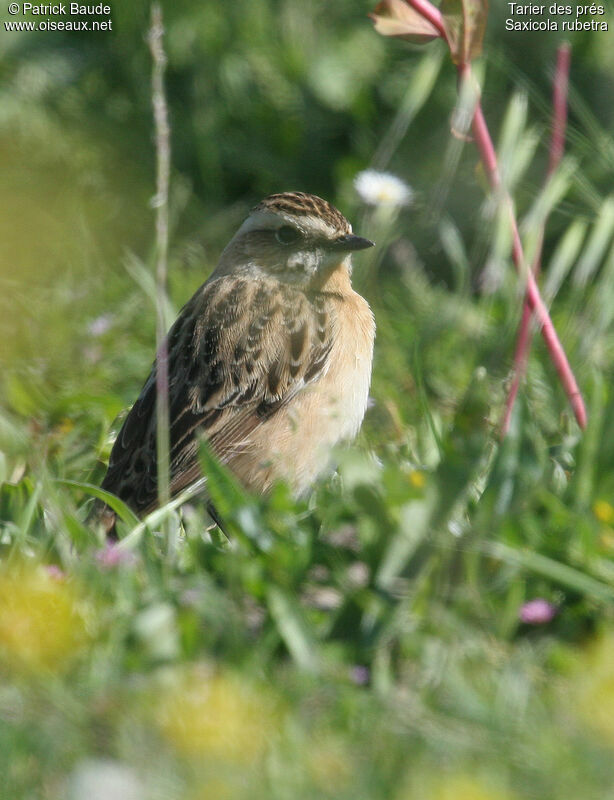 Tarier des prés femelle adulte nuptial, identification