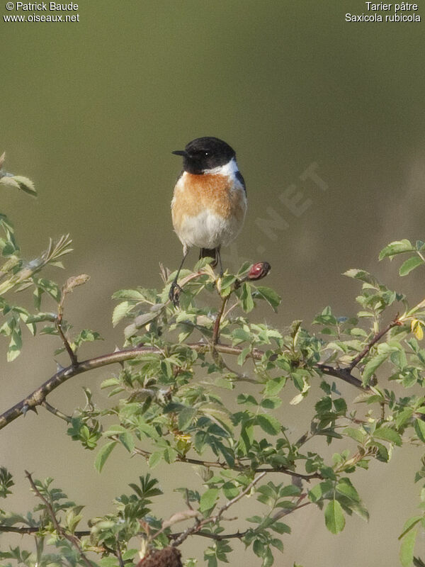 European Stonechatadult, identification