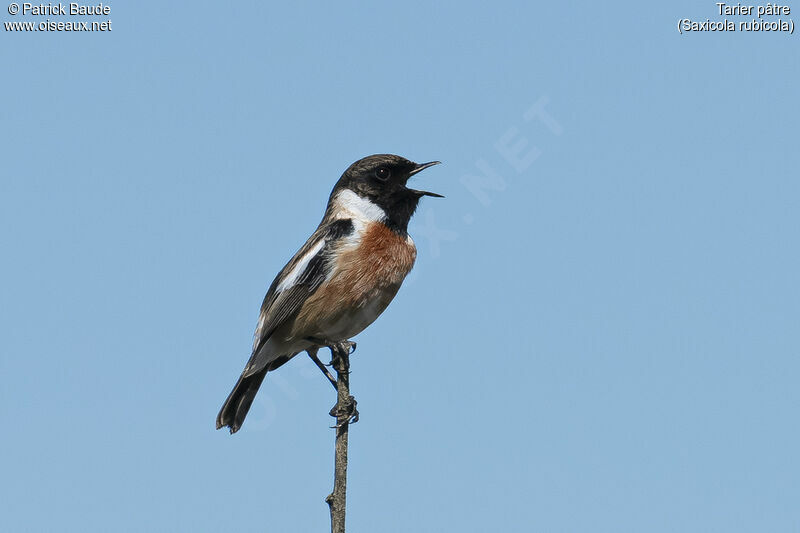 European Stonechat male adult