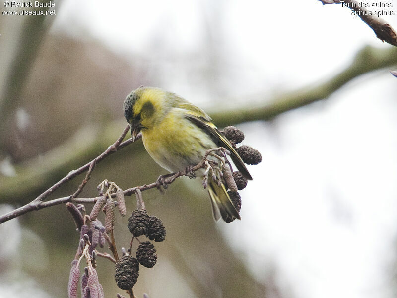 Tarin des aulnes mâle, identification