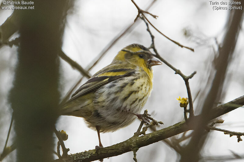 Eurasian Siskin male adult